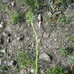 Euphorbia exigua Escorça