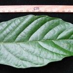 Meliosma occidentalis Leaf