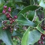 Smilax aspera Leaf