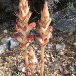 Orobanche variegata 形态