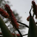 Aloe ferox Çiçek