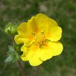 Potentilla crantzii Fleur