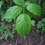 Rubus macrophyllus Blad