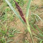 Echinochloa crus-galliFloro