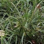 Carex morrowii पत्ता