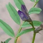 Astragalus crenatus Blüte