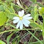 Stellaria holostea Fleur