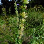 Hyssopus officinalis Fruit