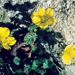 Geum montanum Flower