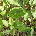 Rumex conglomeratusFolio