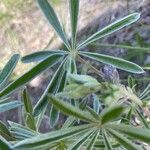 Lupinus argenteus Leaf