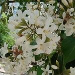 Cordia alliodora Flower