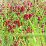 Trifolium incarnatum 花