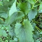 Arnoglossum atriplicifolium Leaf