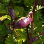 Schisandra chinensis Fruchs