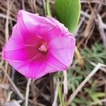 Ipomoea pes-caprae Flower