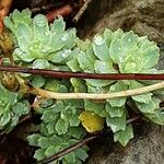 Saxifraga paniculata Celota