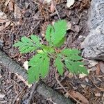 Bidens bipinnataLeht