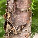 Araucaria cunninghamii Casca