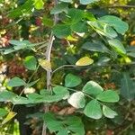 Haematoxylum campechianum Leaf