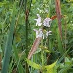 Stachys floridana Blomst