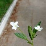 Viola pumila Blüte