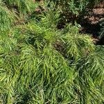 Acacia cognata Fuelha