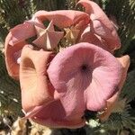 Hoodia gordonii Flower