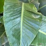 Musa acuminata Leaf