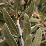 Rhamnus lycioides Fulla