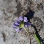 Scabiosa canescens Blüte