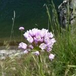 Allium roseum Blomma