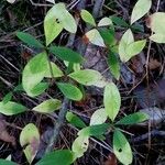Ligustrum quihoui Leaf