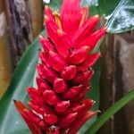 Musa coccinea फल