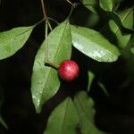 Eugenia oerstediana Fruit