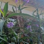 Ruellia angustifolia फूल