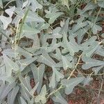Cynanchum acutum Leaf