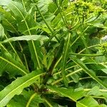 Sonchus fruticosus Fleur