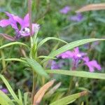 Clarkia pulchella Muu