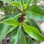 Myoporum tenuifolium ᱥᱟᱠᱟᱢ