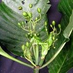 Psychotria panamensis Інше