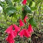 Lapageria rosea Flor
