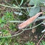 Lathyrus odoratus Fruit