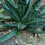 Aristaloe aristata葉