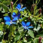 Gentiana bavarica Kvet