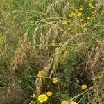 Bromus secalinus पत्ता