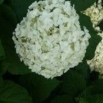 Hydrangea arborescens花