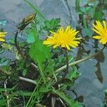 Taraxacum palustre Flower