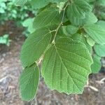 Fothergilla gardenii Folla