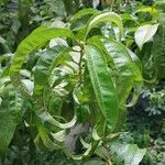 Prunus persica Hoja